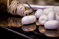 Silkworm Cocoons